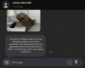 pekingese for sale review