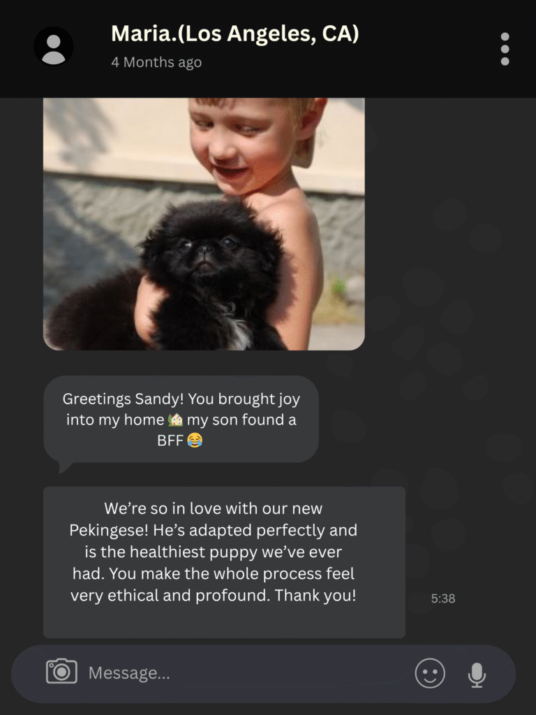 pekingese for sale review