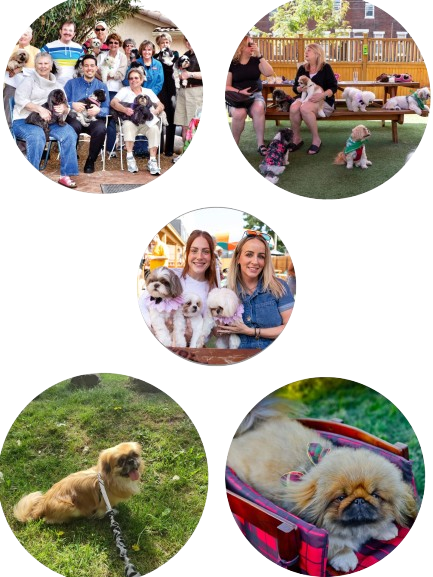 shih tzu and pekingese puppies for sale