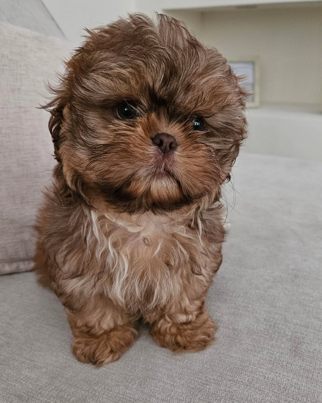 shih tzu for sale