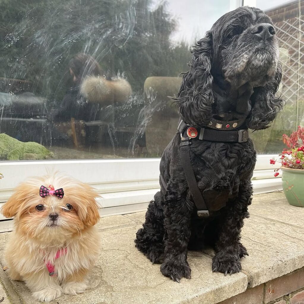 shih puppy for sale (3)