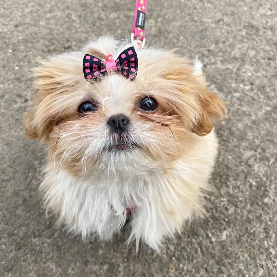 shih puppy for sale (3)