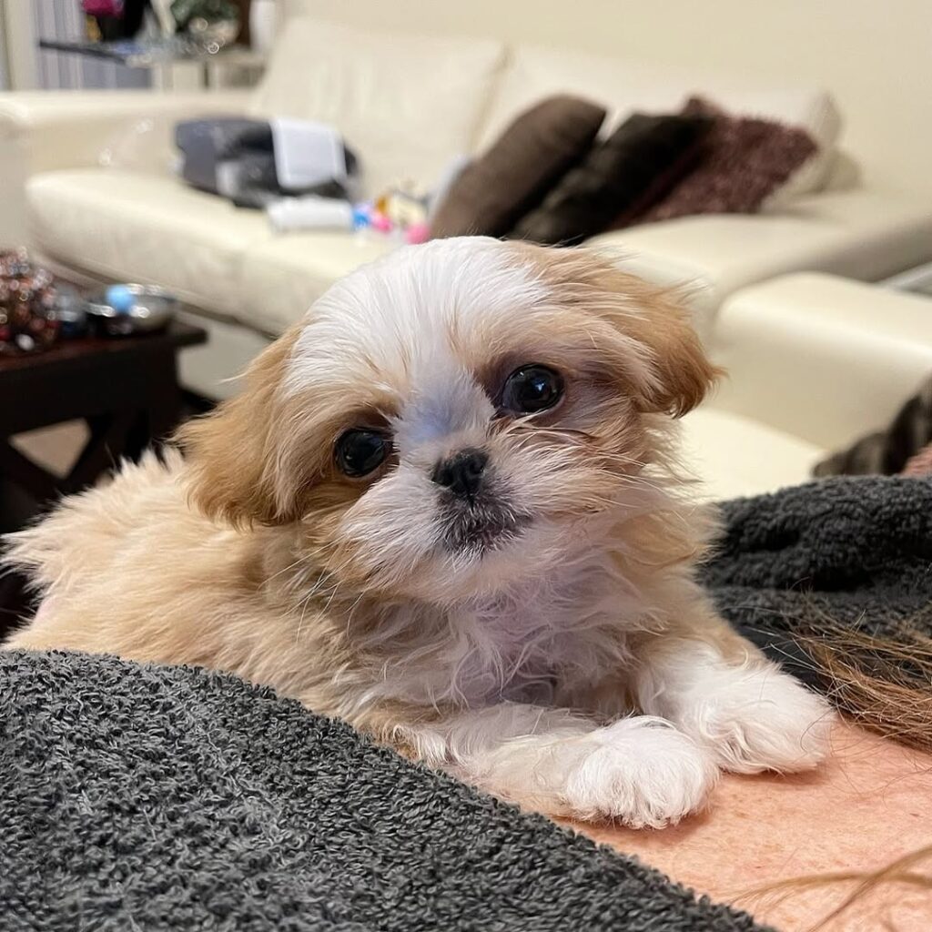 shih puppy for sale (3)