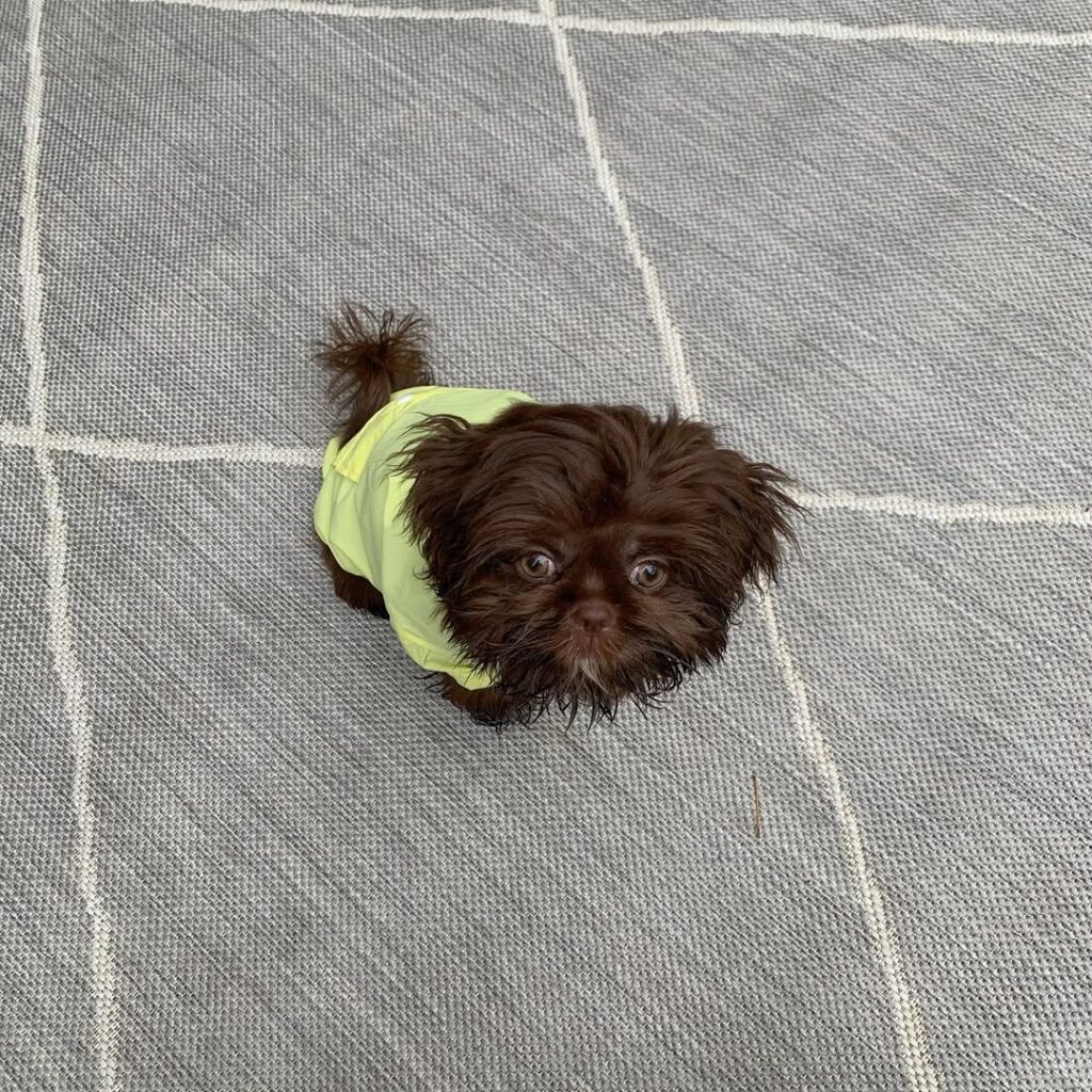 shih tzu for sale (1)