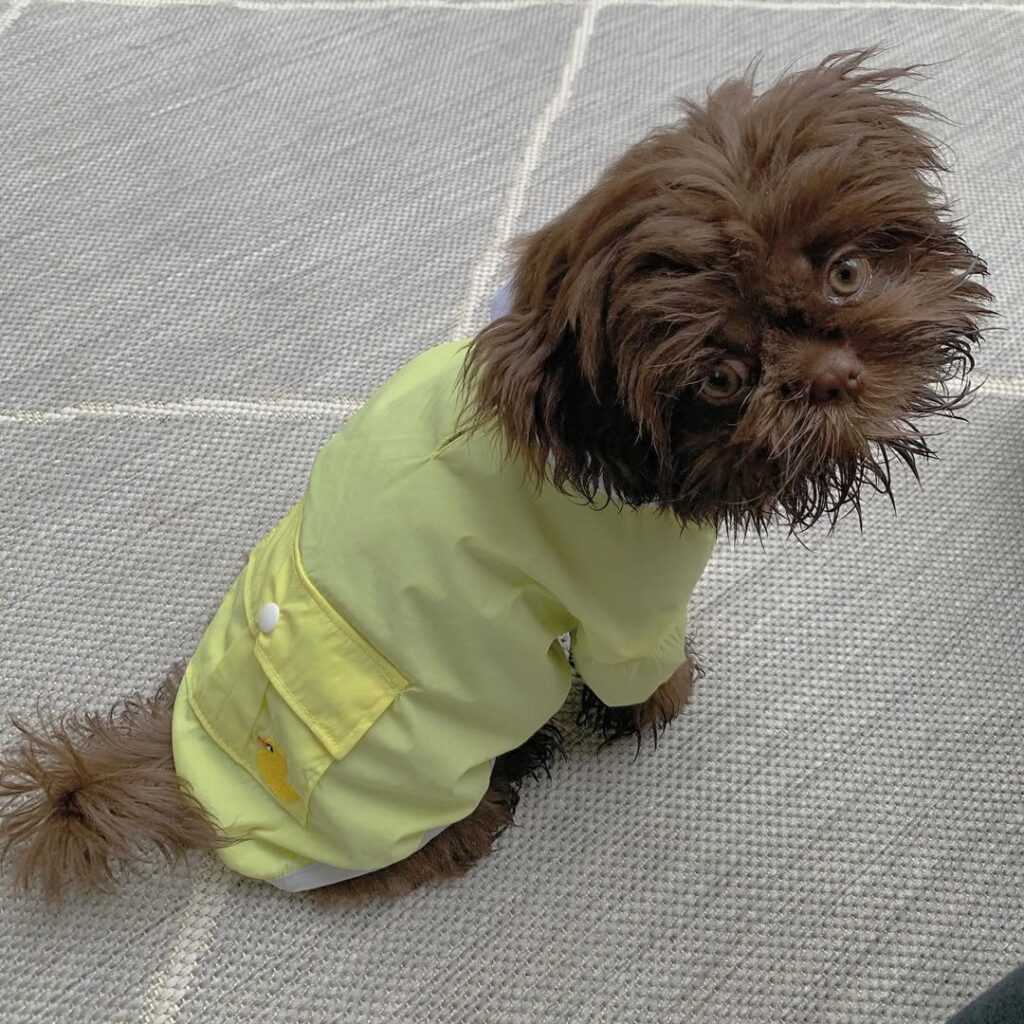 shih tzu for sale (2)