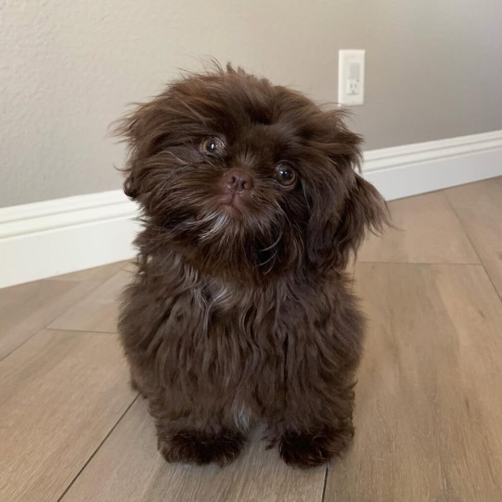 shih tzu for sale (3)